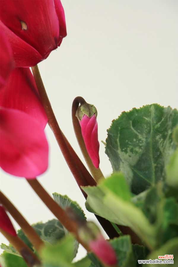 仙客来的病害防治