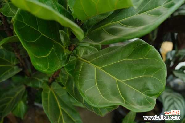 琴叶榕黄叶枯萎怎么办
