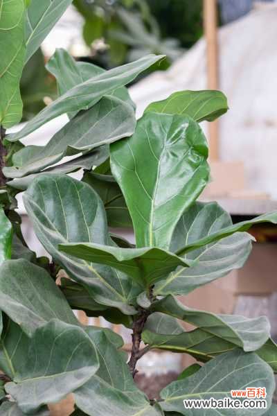 琴叶榕黄叶枯萎怎么办