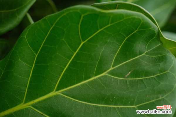 琴叶榕黄叶枯萎怎么办