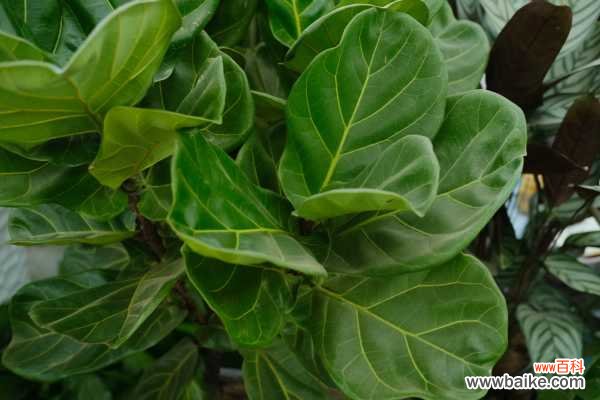 琴叶榕黄叶枯萎怎么办