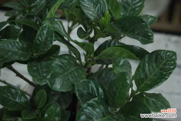 栀子花常见病害及防治办法