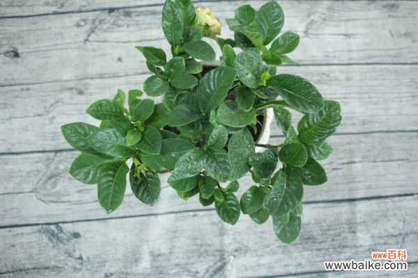 栀子花常见病害及防治办法