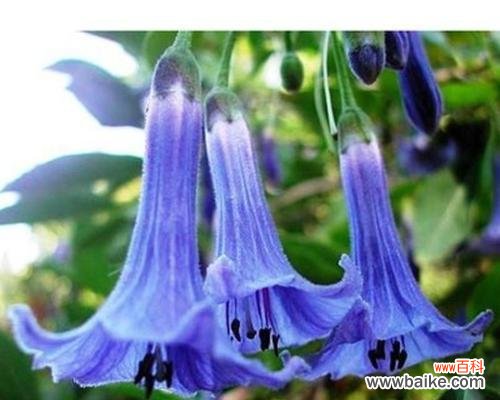 解读紫色曼陀罗花的神秘与美丽 紫色曼陀罗花的花语与象征意义