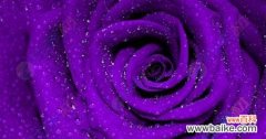 探索紫色玫瑰的神秘之美 紫色玫瑰的寓意与象征