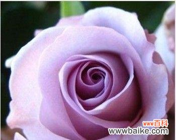 探究紫色玫瑰花的深刻内涵与美好寓意 紫色玫瑰花的寓意与象征意义