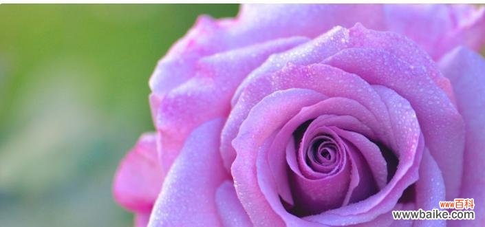 探索紫色玫瑰背后的深意 紫色玫瑰的花语与寓意