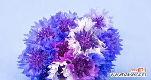 紫色矢车菊 紫色矢车菊的花语和意义