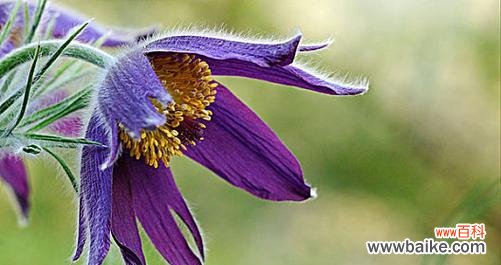 紫色矢车菊 紫色矢车菊的花语和意义