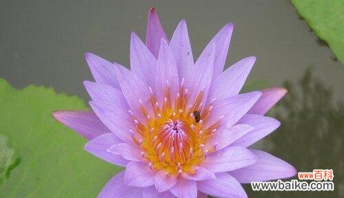 探索紫色睡莲的美丽和象征意义 紫色睡莲的花语与含义