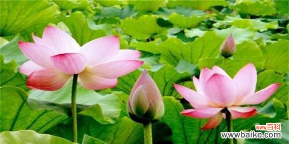 荷花什么时候开花？开花季节与花语寓意是什么？