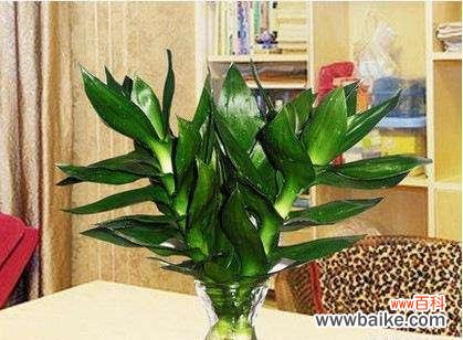 荷花竹在风水中代表什么？如何利用荷花竹提升家居风水？