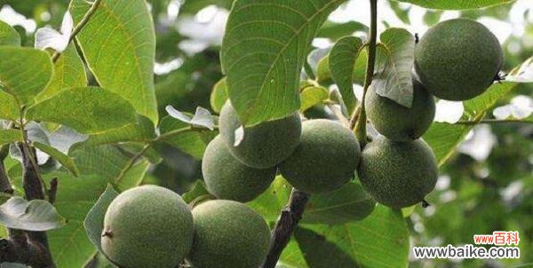 核桃树在风水中扮演什么角色?其寓意有哪些?