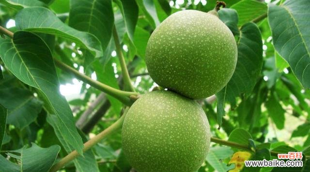 核桃树在风水中扮演什么角色?其寓意有哪些?