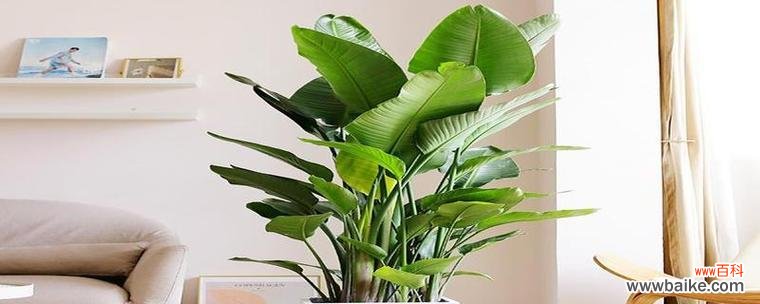 鹤望兰的风水寓意是什么？养在家里吉利吗？