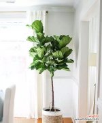 鹤望兰的风水寓意是什么？养在家里吉利吗？