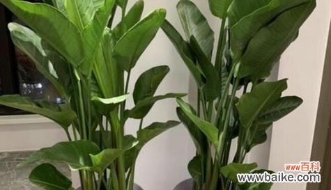 鹤望兰的风水寓意是什么？养在家里吉利吗？