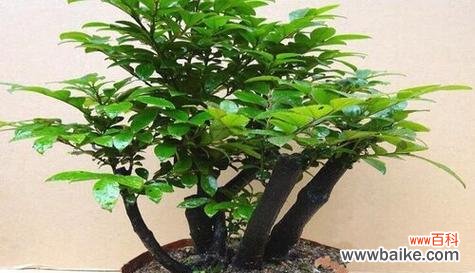 黑法师风水寓意是什么？最佳摆放位置在哪里？