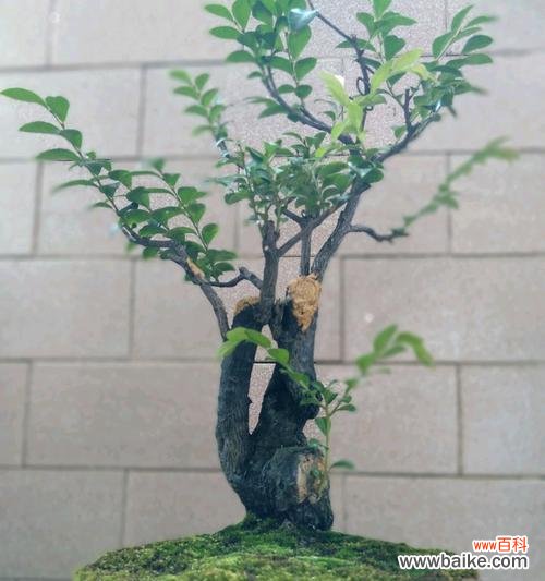 黑骨茶的风水寓意是什么？正确的摆放位置在哪里？