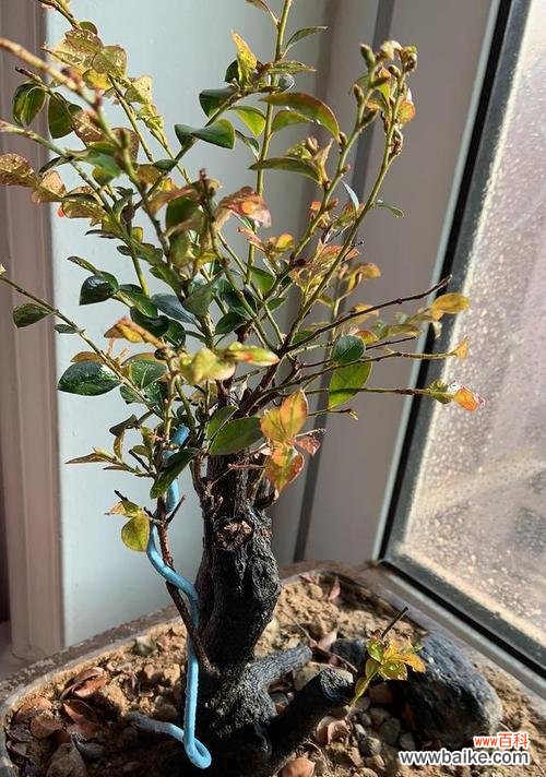 黑骨茶的风水寓意是什么？正确的摆放位置在哪里？