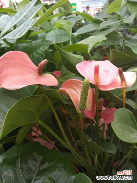 红掌叶子长黑斑怎么办