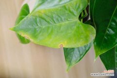 红掌叶子长黑斑怎么办