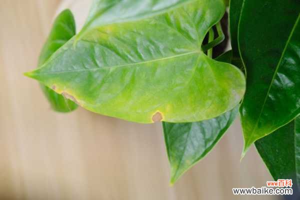 红掌叶子长黑斑怎么办