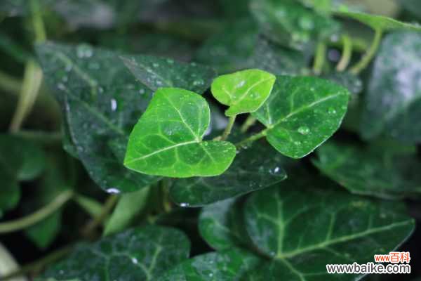 常春藤叶片发黑怎么办