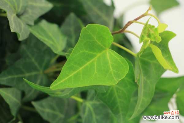 常春藤掉叶子怎么办