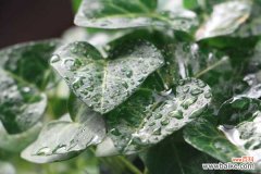 常春藤不开花的原因