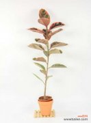 橡皮树受冻了怎么办