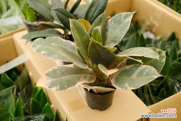 橡皮树长黑斑怎么办