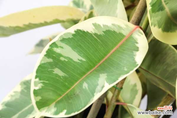 橡皮树长歪了怎么办