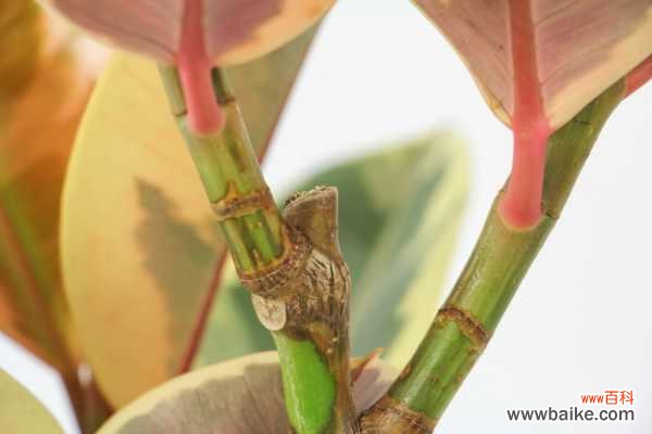 橡皮树长歪了怎么办