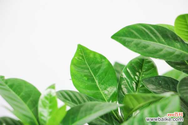 栀子花冻了怎么办