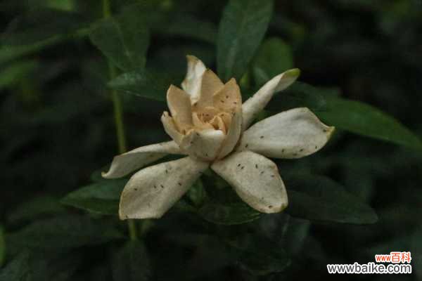 栀子花冻了怎么办