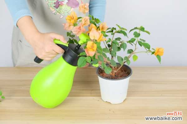 三角梅叶子发黑怎么办