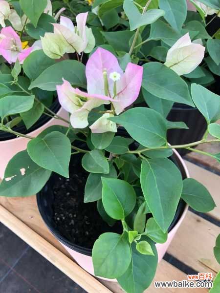 三角梅叶子发黑怎么办