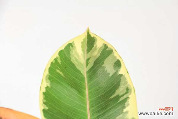 橡皮树叶子蔫了怎么办