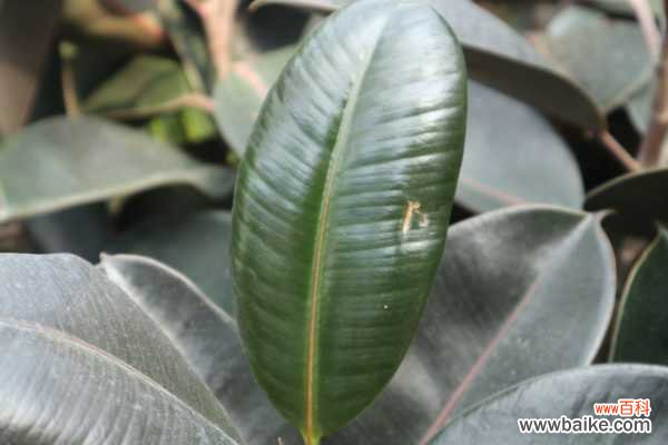 橡皮树叶子蔫了怎么办