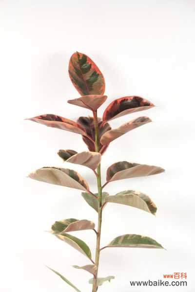 橡皮树叶子蔫了怎么办