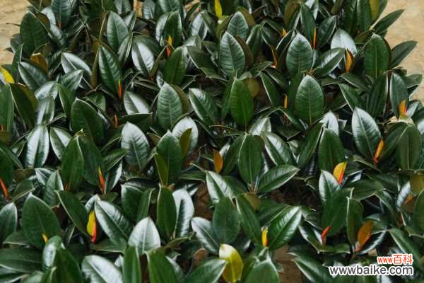 橡皮树叶子打卷怎么办