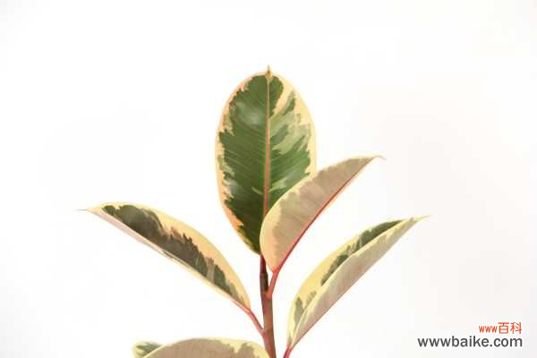 橡皮树叶子打卷怎么办