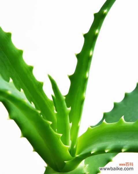 芦荟叶子发黑怎么办