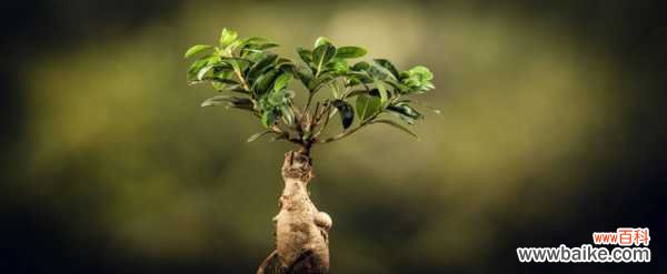 人参榕叶子长黑斑怎么办