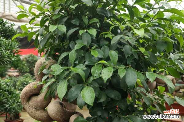 人参榕叶子长黑斑怎么办