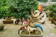 人参榕叶子发黑怎么办