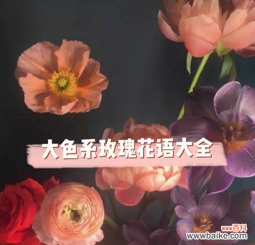 一朵花散发的温馨情感与人生哲理 浪漫花语,玫瑰花的多彩世界