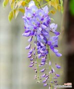 紫藤花的美丽神话与意义 紫藤花传说与花语