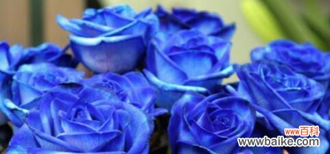 了解蓝色玫瑰的8个秘密 蓝色玫瑰的花语——希望与神秘